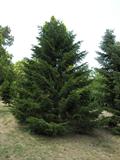 Nordmann fir